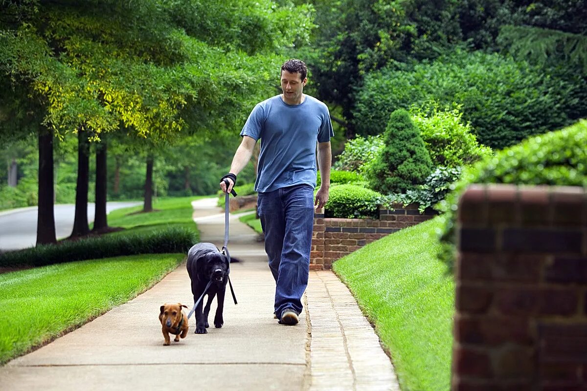 Прогулка "the walk. Walk the Dog. Walking with Dog. Man with Dog Walking.