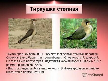 Степная тиркушка красная книга
