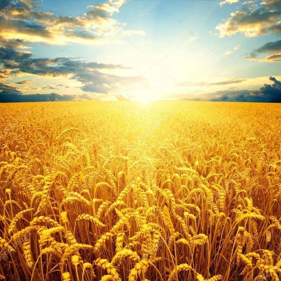 Отличные пшеничные. Поле пшеницы. Поле с колосьями. Хлебное поле. Поле с колосьями пшеницы.
