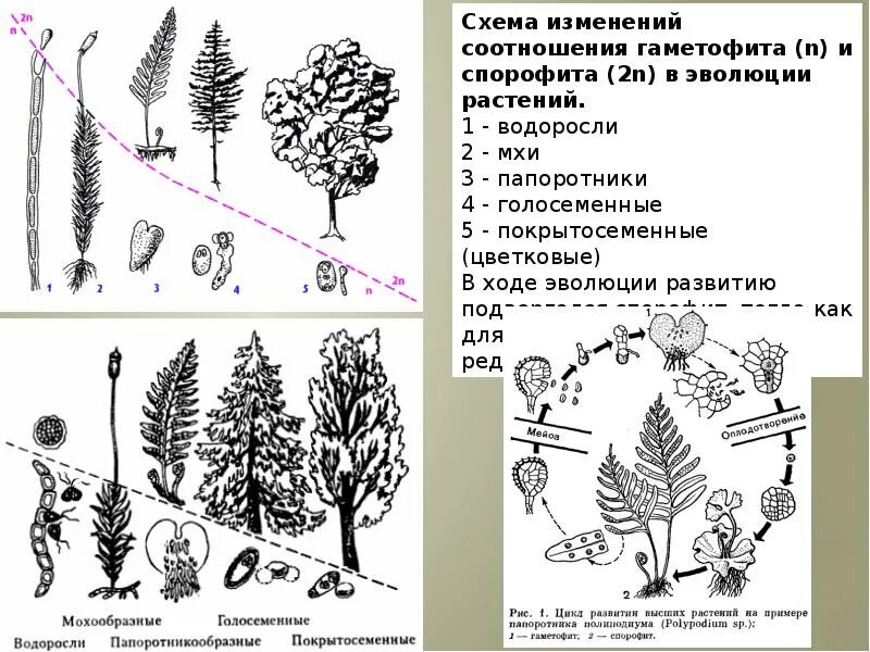 Эволюция гаметофита и спорофита схема. Эволюция гаметофита растений. Редукция гаметофита и спорофита. Жизненные циклы растений гаметофит и спорофит.