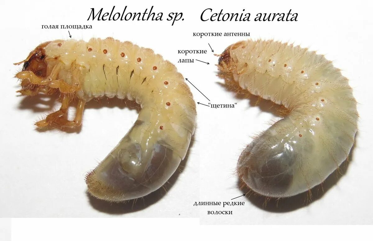 Личинка почему и. Личинки медведки майского жука и бронзовки. Отличие личинки майского жука от медведки. Личинка бронзовки личинка майского жука. Майский Жук личинка и медведка личинка.
