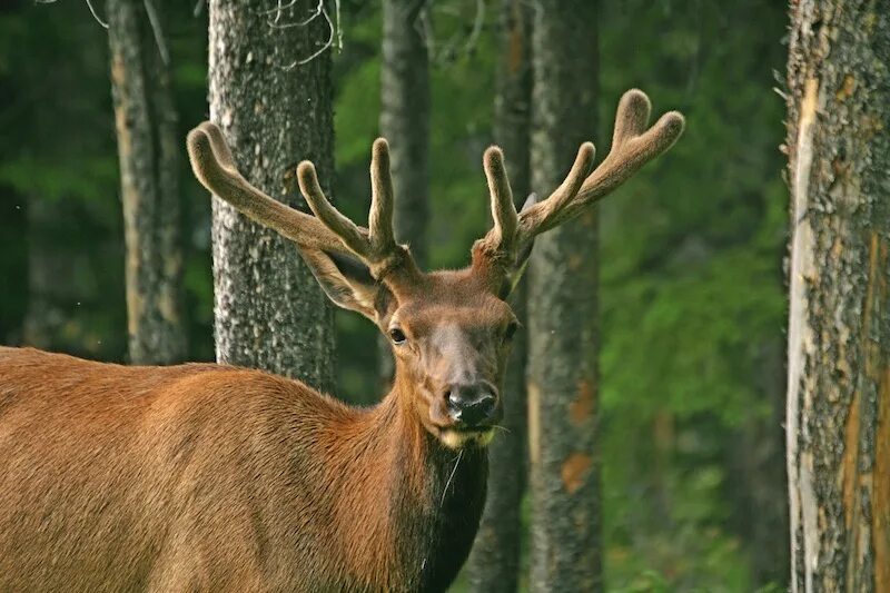 Elk watching. Elk watches.