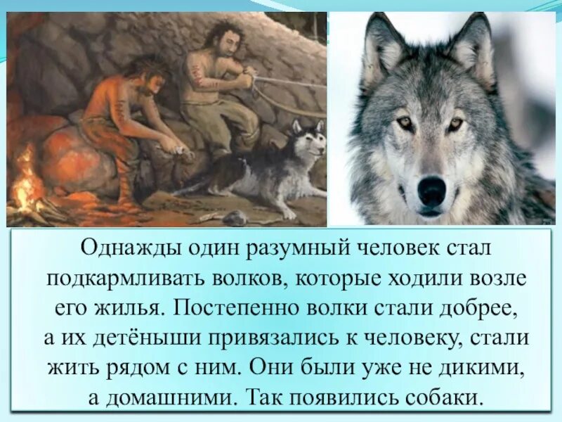 Однажды один разумный человек стал подкармливать Волков. Разумные волки. Отношение волка с человеком. Разумный человек с волком.