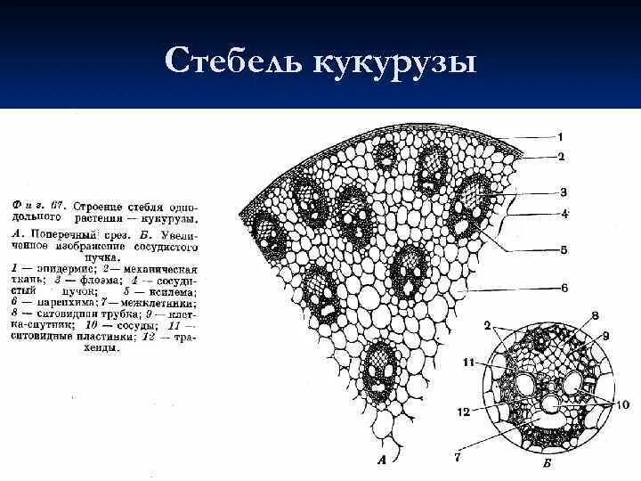 Анатомическое строение стебля травянистых растений. Строение однодольного стебля кукурузы. Строение стебля кукурузы на поперечном срезе. Строение стебля однодольного растения кукурузы. Строение стебля однодольного растения.