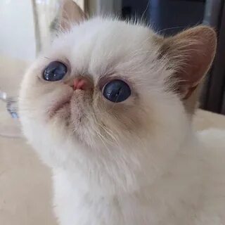Коты со сплющенной