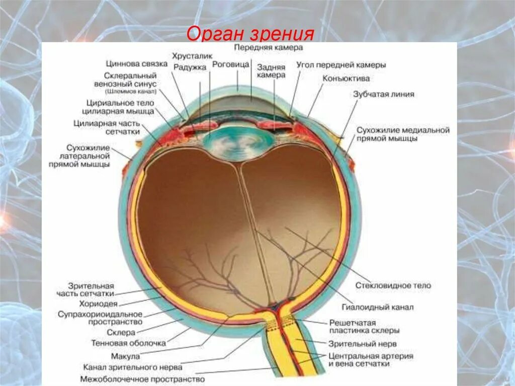 Кровоснабжение глазного яблока анатомия. Орган зрения строение глазного яблока. Сосудистая оболочка глазного яблока. Строение органа зрения оболочки глаза.