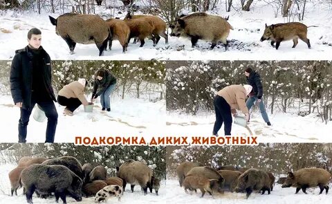 Корм кабана