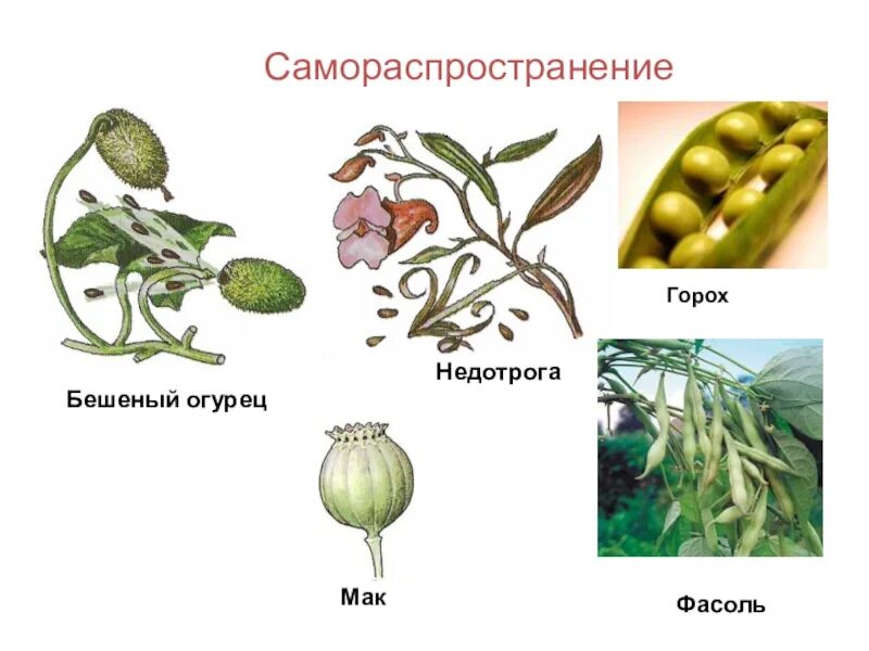 Бешеный огурец Саморазбрасывание семян. Семена распространяются Саморазбрасыванием. Растения с Саморазбрасыванием семян. Распространение растений Саморазбрасыванием. Почему семена называют