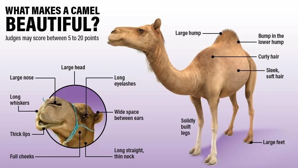 Camel hump. Camel транскрипция. Camel Size. Camel adaptations. Camel перевод на русский