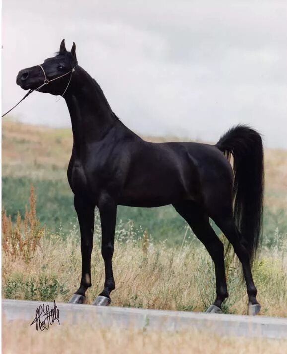 Лошадь черного окраса. Лошади породы марвари. Арабская чистокровная Вороная. Арабская чистокровная лошадь Вороная. Арабская лошадь гнедая.