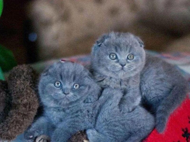 Шотландская вислоухая кошка голубая. Голубые шотландские котята вислоухие. Шотландские котята голубые. Скоттиш фолд голубой котенок. Шотландская вислоухая кошка голубая.