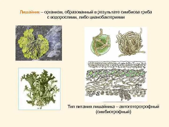 Лишайники это группа симбиотических организмов. Цианобактерии в лишайниках. Строение лишайника ЕГЭ. Лишайник-кладония симбиоз. Лишайники Тип питания.