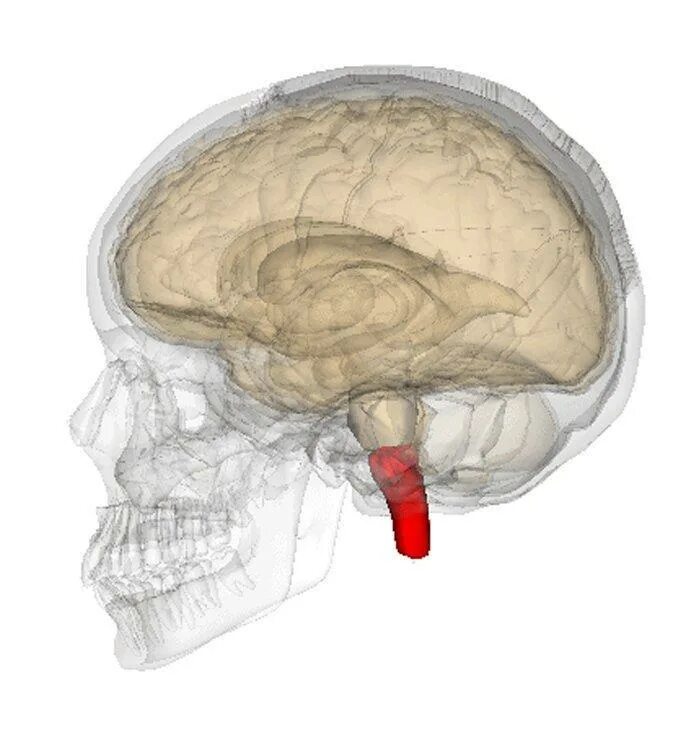 Мозг в черепной коробке. Продолговатый мозг. Продолговатый мозг в черепной коробке. Медула головного мозга. Продолговатый мозг в черепе.