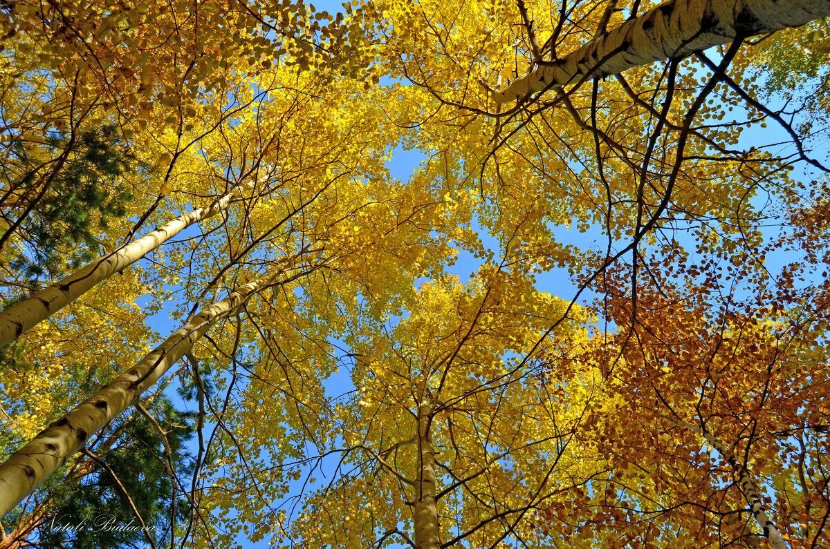 Осеннее небо похоже на. Серое осеннее небо. Осенний лесок. Брянск небо осень. Осенние тучи.