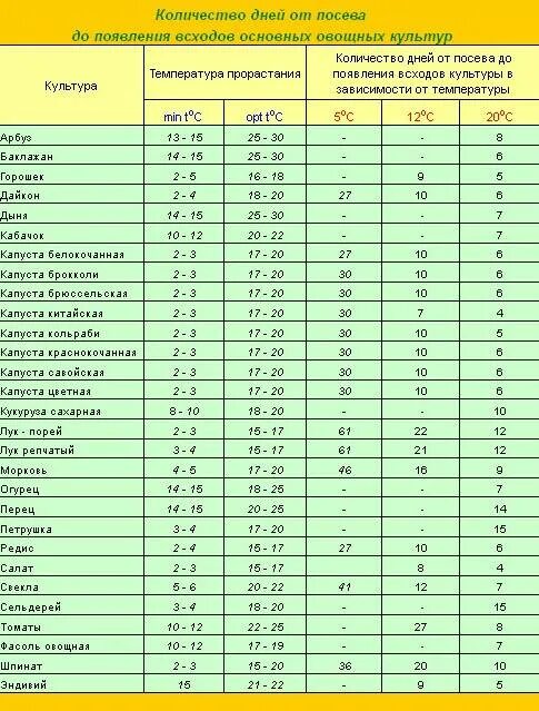 Через сколько дней всходит томат после посева. Срок всхожести семян капусты. Через сколько дней всходит пекинская капуста. Через сколько дней всходит Мак. Через сколько дней всходят семена кофе нано.