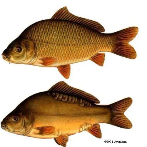 Сон сазан. Сазан (cyprinus carpio). карп (cyprinus carpio). карп карась сазан. зеркальный карп и сазан.