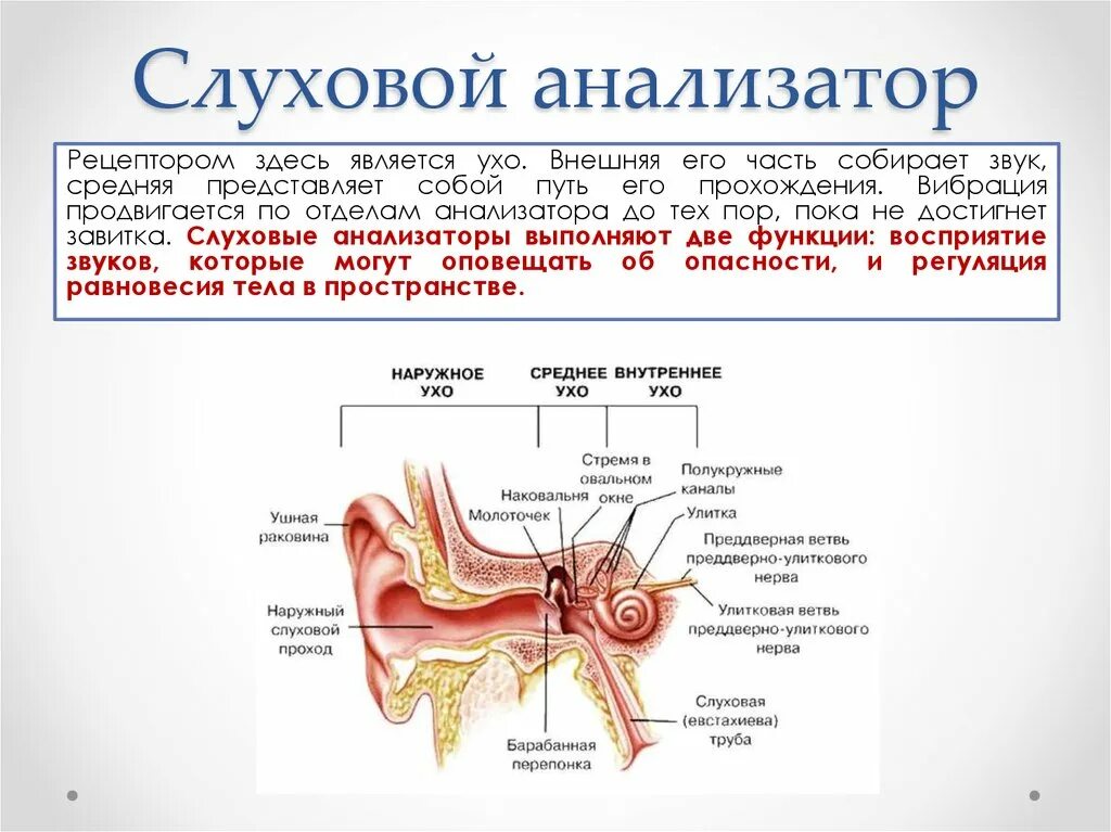 Строение и функции слухового. Строение рецепторов слухового анализатора. Слуховой анализатор строение и функции анатомия. Рецепторв слухового анплизаьооп рамположегы. Строение слухового анализатора анализатора.