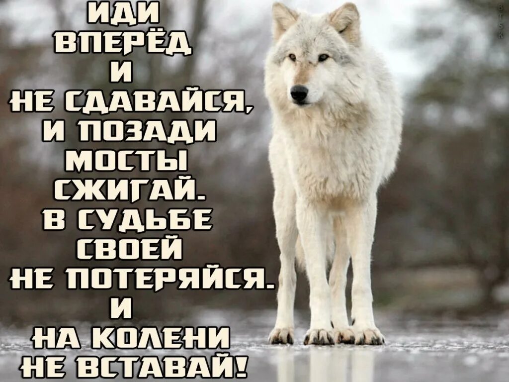 Идти только вперед не оглядываясь. Иди вперед. Иди вперед и не сдавайся. Всегда иди вперед. Друг мой иди сдавайся песни