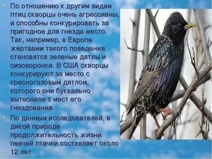 Скварец или скворец как пишется