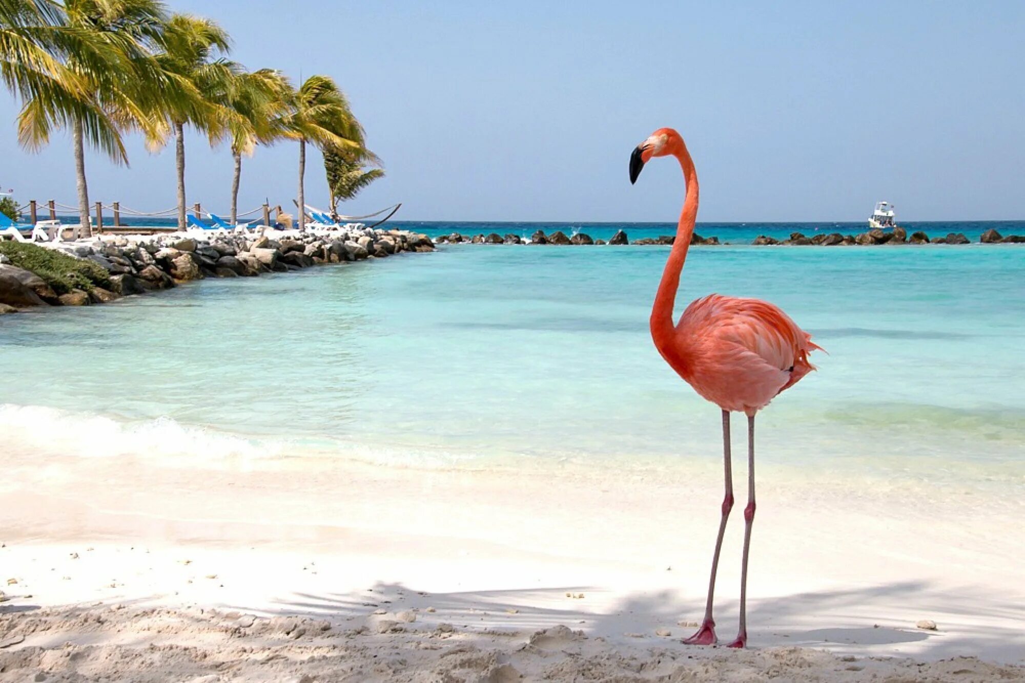Фламинго на берегу