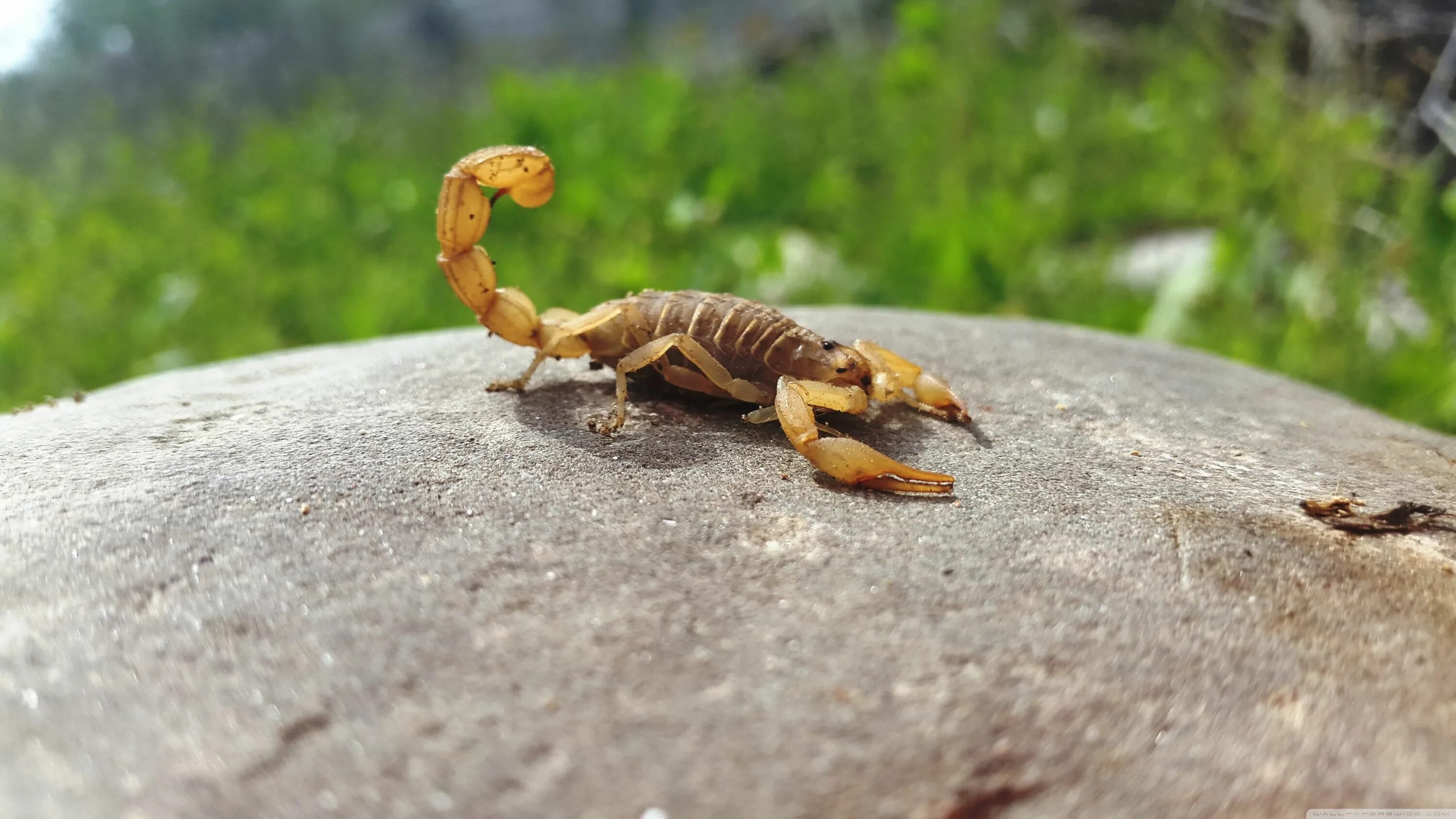 Animals scorpions. Маньчжурский Скорпион. Речной Скорпион. Pandinus Imperator. Скорпион картинки.