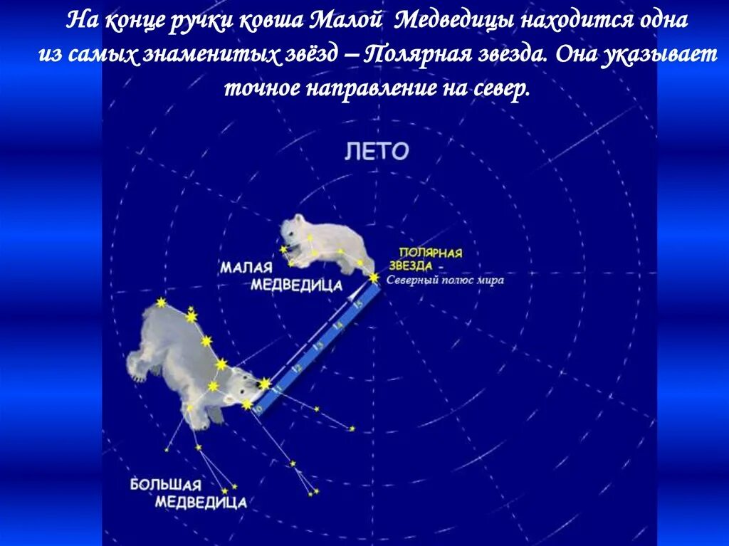 Можно ли увидеть малую медведицу. Большая и малая Медведица Полярная звезда. Большая едведица и малая Медведица Полярна язвезда. Полярная звезда в ковше малой медведицы. Звезда на конце ручки ковша малой медведицы.