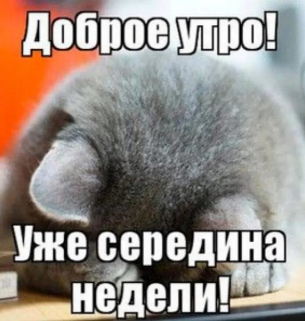 1 января среда доброе утро. Доброе утро среды картинки. открытки с добрым утром среды. с добрым утром прикольные. забавные картинки с добрым утром.
