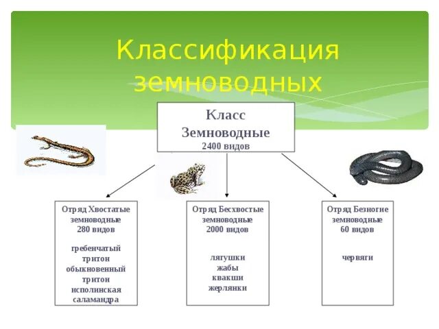 С чем связано развитие земноводных. Схема классификации земноводных с примерами. Класс земноводные классификация отряды. Классификация земноводных бесхвостые безногие хвостатые. Систематика земноводных 7 класс биология.