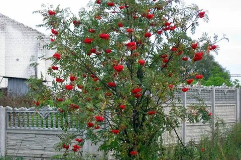 Как вырастить рябину из ягод