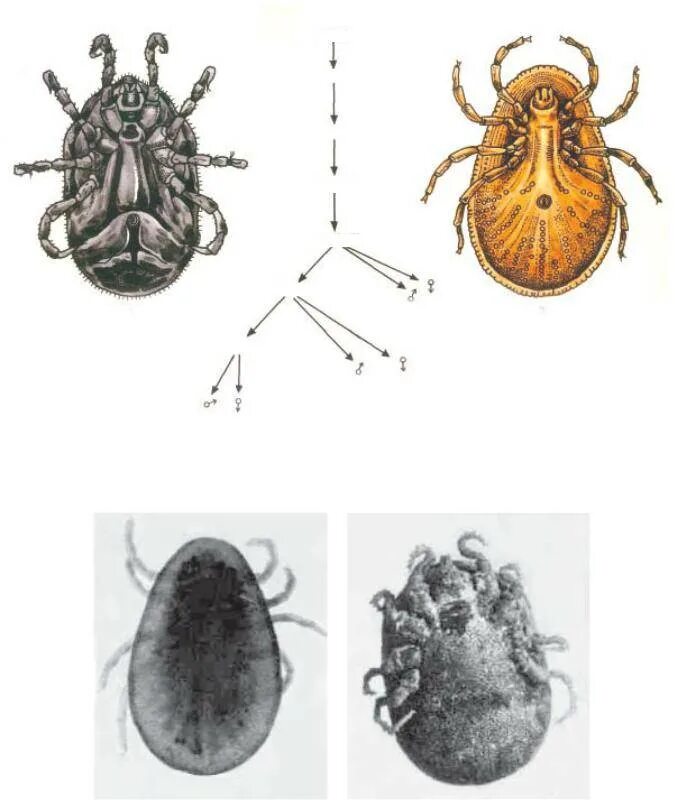 Alveonasus lahorensis кошарный клещ. Гамазовые клещи болезни. Иксодовые, аргасовые и гамазовые. Иксодовые и аргасовые клещи характеристика. Личинка иксодового клеща строение.