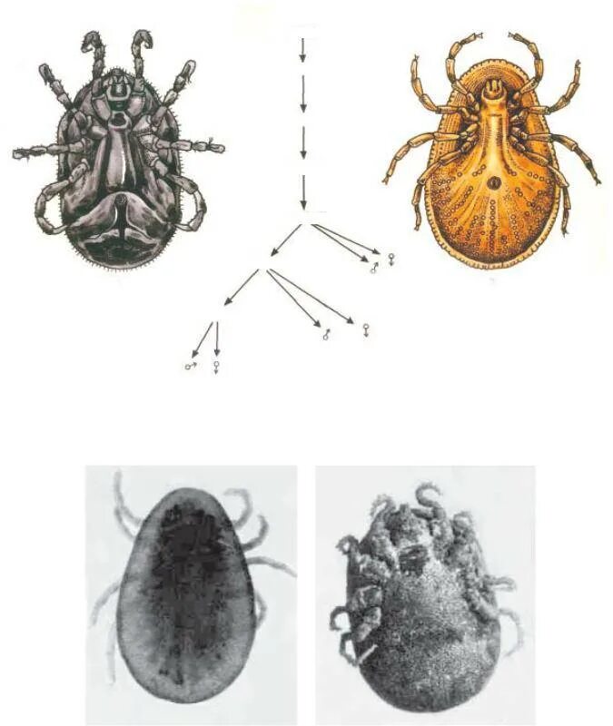 Клещи животные как размножаются. Поселковый клещ (Ornithodorus papillipes). Поселковый клещ Ornithodorus papillipes жизненный цикл. Поселковый клещ (Ornithodorus papillipes) строение. Семейство аргасовые клещи (Argasidae).