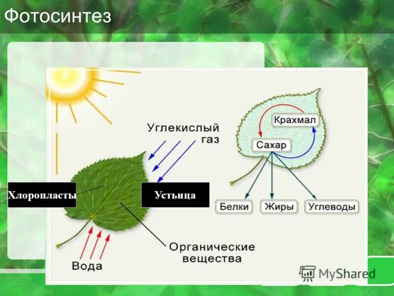 Процесс питания и дыхания растений