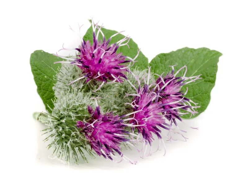 Репей на белом фоне. Флоресан репейник маска. Репейник фон. Флоресан репейник горячая маска-компресс активатор роста волос 450мл. Репейное масло для роста волос.