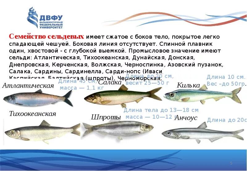 Семейство сельдевые промысловые. Семейство сельдевые представители. Семейство сельдевых какие рыбы. Северная рыба названия. Семейство сельдевых какие рыбы.