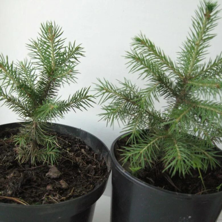 Саженцы елки. Мисти блю ель голубая. Голубая ель росток. Ель обыкновенная сеянцы. Ель обыкновенная саженец 3 летка.