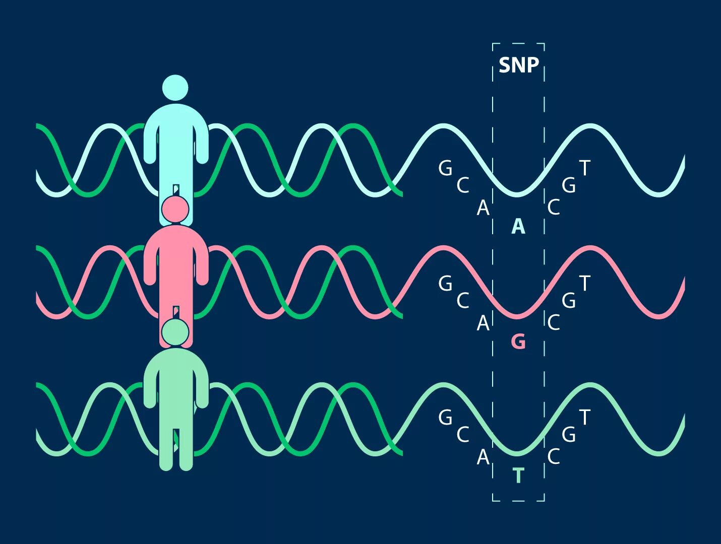 Gene effect
