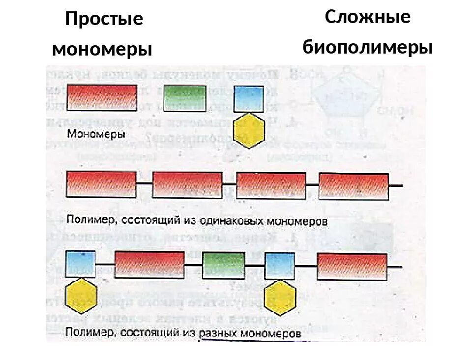 Расщепляет биополимеры до мономеров. Схема строения мономеров и полимеров. Схема строения мономеров и полимеров в биологии. Полимеры и мономеры схема. Полимеры состоят из мономеров.