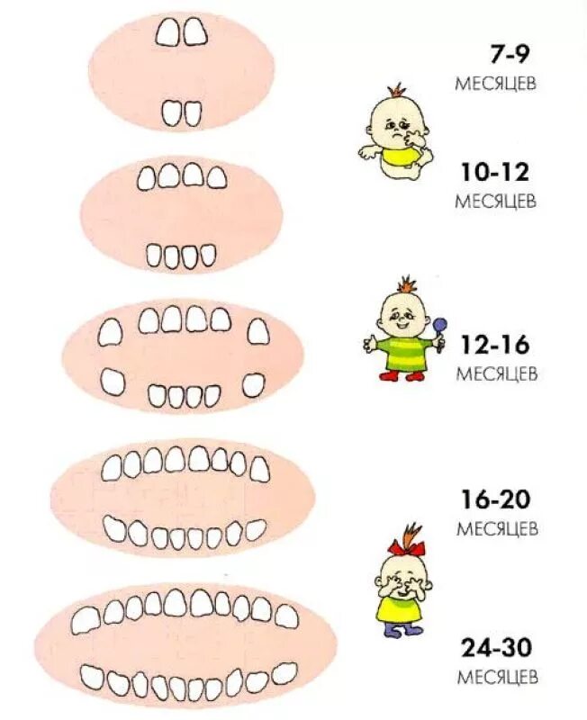 Прорезывание 8 зуба у детей. Зубы у детей порядок прорезывания молочных зубов. Порядок прорезывания зубов у детей схема до 2 лет последовательность. Схема прорезывания молочных зубов у детей по возрасту. Прорезывание молочных зубов у детей последовательность схема.