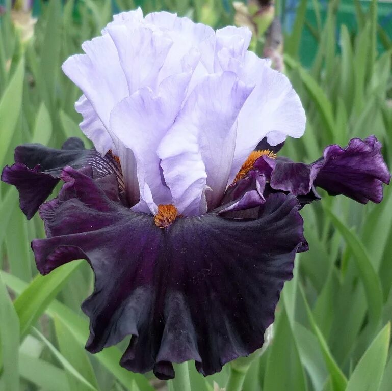 ирис оше на сходненской