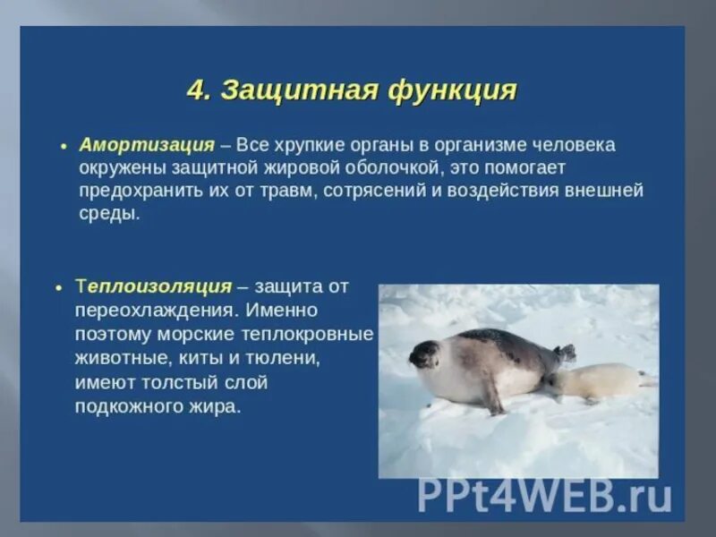 Защитную функцию животного организма выполняет. Защитные функции организма. функции жиров у животных. жиры в организме ряда животных защищают тело от холода за счет их. защитный функции животных.