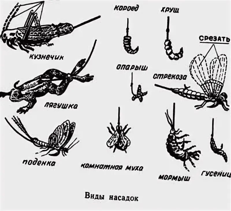 Личинка поденки. Личинка Стрекозы как насаживать. Как насаживать личинку Стрекозы на крючок. Личинка Стрекозы для рыбалки.