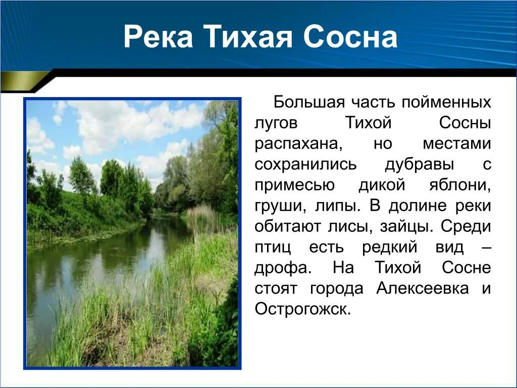 Притоки реки Тихая сосна Белгородской области. Река Тихая сосна Воронежская область. Реки Воронежской области реки. Река Тихая сосна Белгородской области. Водные богатства воронежского края 2 класс