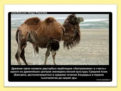 Интересные факты о верблюдах