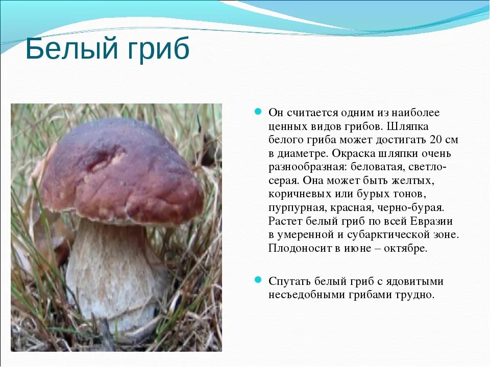 Сообщение о белом грибе. Доклад про белый гриб 2 класс. белый гриб описание. доклад про белый гриб. рассказ о белом грибе.