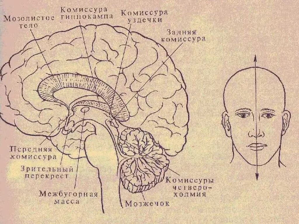 Центр мозга и тела. Межполушарные комиссуры. Мозг комиссура мозолистое тело. Комиссуры полушарий. Асимметрия головного мозга.