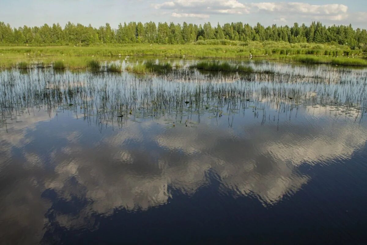 Озера разлив реки. Озеро Сестрорецкий разлив. Оз Сестрорецкий разлив рыбалка. Койбагар (озеро, Костанайская область). Сестрорецкий разлив озеро заповедник.