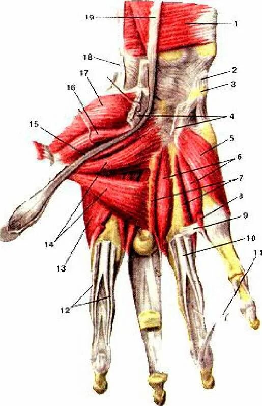 Кисть руки анатомия мышцы и связки. Анатомия человека мышцы и сухожилия. Анатомия руки человека мышцы связки сухожилия. Мышцы кисти анатомия атлас.