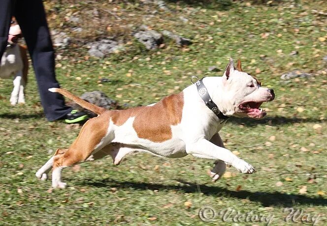 приют стаффордширских терьеров