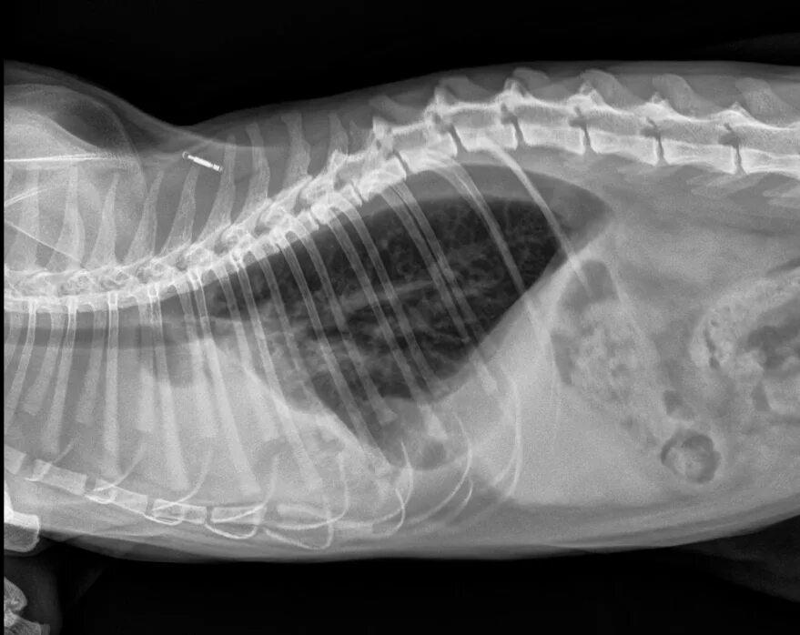 Увеличенная печень у собаки. Рентген брюшной полости кошки норма. Рентген брюшной полости собаки. Рентген брюшной полости собаки в норме.