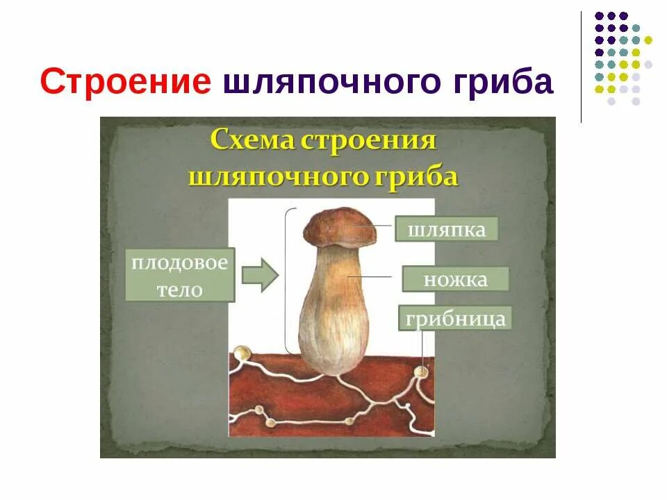 Грибы строение шляпочных грибов. Строение шляпочного гриба. Гриб строение шляпочного гриба. Строение шляпочного гриба 5 класс. Мицелий шляпочных грибов